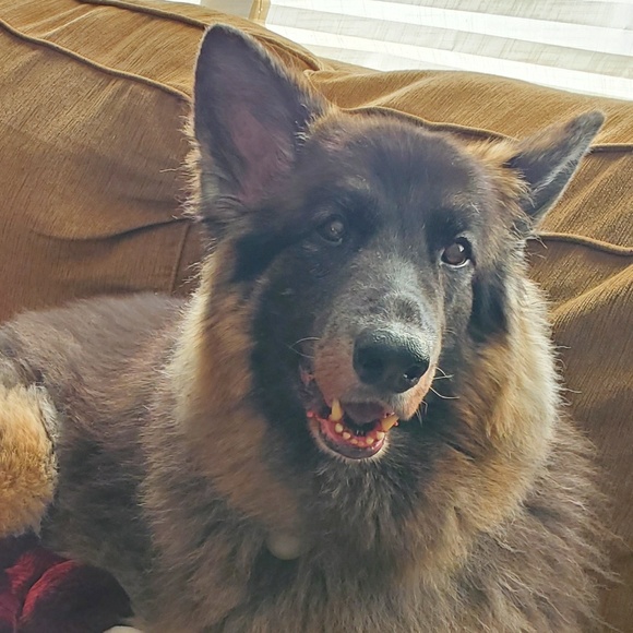 Meet your Posher, Lauren - Picture 1 of 1